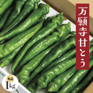【2025年夏発送分】万願寺甘とう 化粧箱入 秀品 1kg 選べる容量 野菜 夏野菜 旬 地場産 地場野菜 地元野菜 発祥 伝統 京野菜 伝統野菜 万願寺とうがらし
