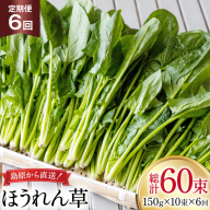 AI324 定期便 6回 ほうれん草 10束 [ 野菜 ホウレン草 やさい ホウレンソウ 冷蔵 葉物野菜 田中農園 長崎県 島原市 ]