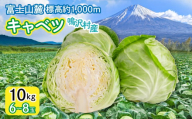 キャベツ　10㎏　（６～８玉） NSAK005 | ふるさと納税 キャベツ 新鮮 美味しい シャキシャキ 野菜 山梨県 鳴沢村 送料無料 |