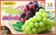 【令和7年産先行予約】 シャインマスカット・ピオーネ (各2房ずつ) 約2kg 【市制施行20周年記念返礼品】 佐藤農園