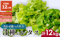 【定期便12ヵ月】 ＜洗わず食べられる・室内水耕栽培＞ 3種のレタス 1回1kg(500g×2袋)×12ヵ月 | レタス 野菜 大容量 新鮮レタス オーガニック野菜 無農薬 野菜直送 フレッシュ サラダ サラダ用野菜 健康志向 こだわり フレッシュ 産地直送 食品ギフト セット 緑黄色野菜 新鮮 安心野菜 旬 低カロリー レタスボウル カロテン 定期便 スマイル農場 埼玉県 東松山市