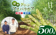 甘み感じる 植柳グリーンアスパラガス（春芽・夏芽）500g｜ アスパラ アスパラガス 野菜 山口 美祢 特産品 名産品 旬の野菜 野菜 500g