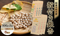 ぎんなん 朝倉市 杷木産 銀杏 殻付き 500g×2袋 レンジ調理用封筒付(100g用×3枚、150g用×3枚)