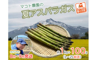 アスパラガス 先行予約 夏アスパラガス 約1kg+100g L～2L 厳選 マコト農園 アスパラ グリーンアスパラ 野菜 夏 旬 旬の野菜 産地直送 2025年 2025 先行 予約 青森 冷蔵 冷蔵配送 8月～9月発送